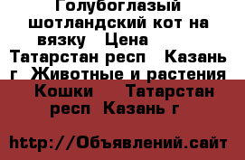 Голубоглазый шотландский кот на вязку › Цена ­ 900 - Татарстан респ., Казань г. Животные и растения » Кошки   . Татарстан респ.,Казань г.